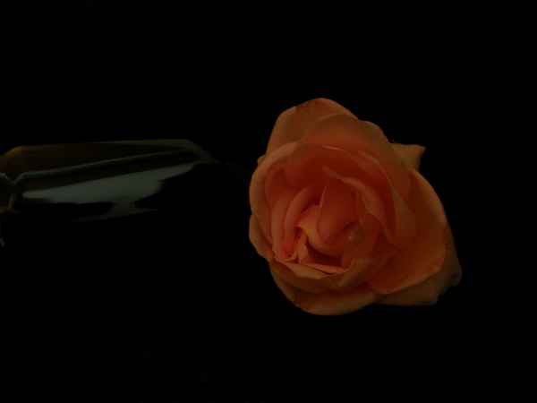 Flasche und Rose