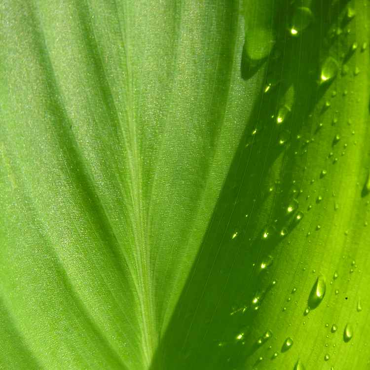 blatt grün