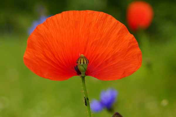 Gingko-Mohn