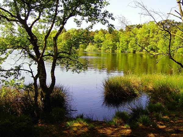 Waldsee 2
