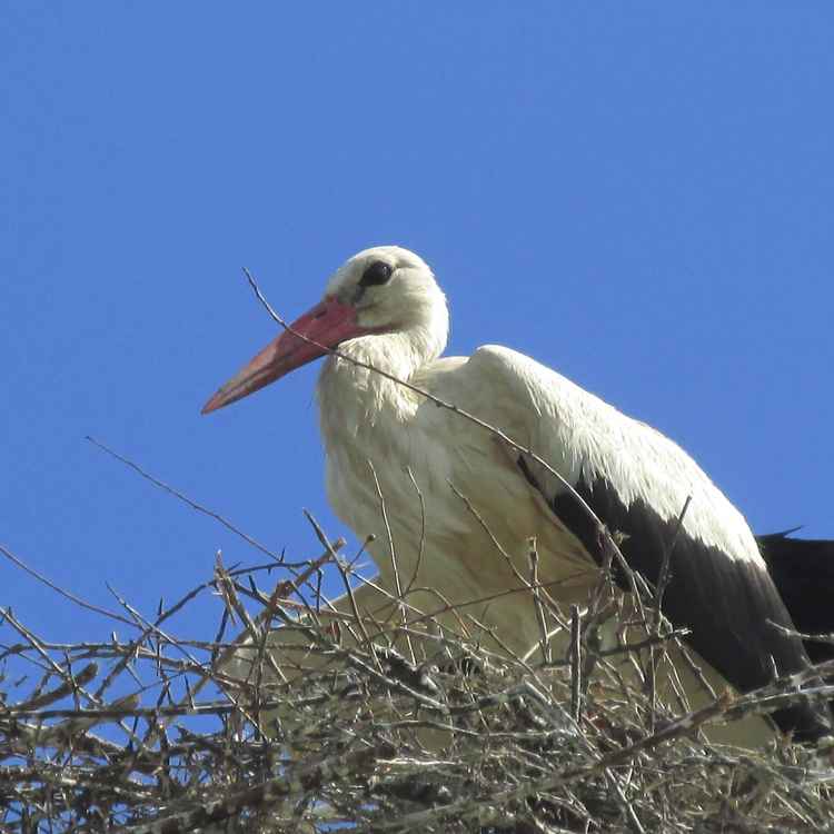 Storch im Nest
