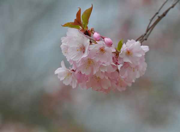zarte  Kirschblüten