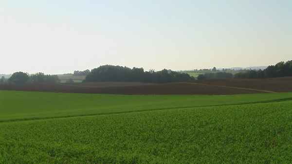 Grüne Landschaft