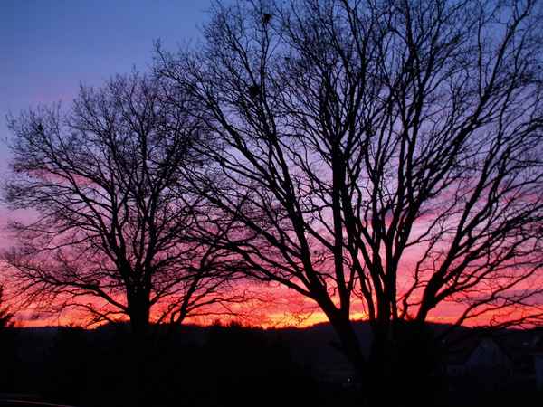 Winterliche Eichenbäume im Abendrot