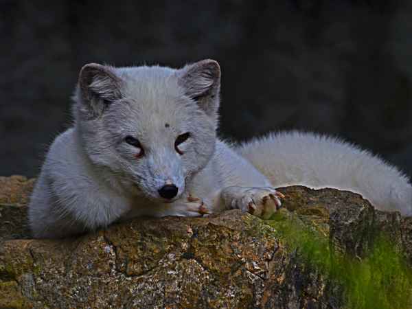 Polarfuchs