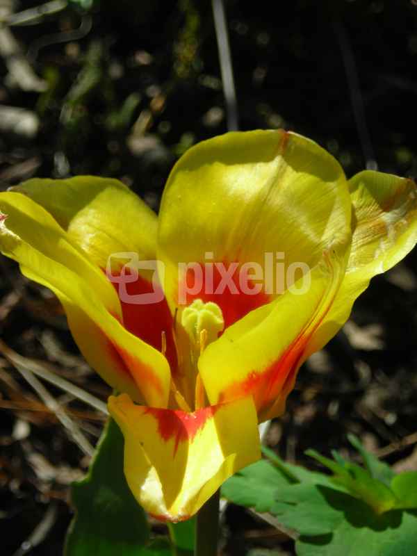 Blume