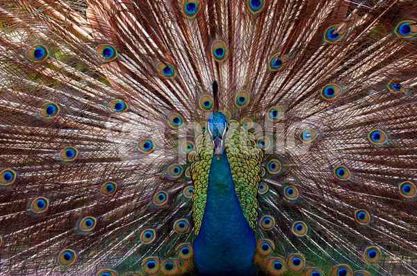 Pfau #2