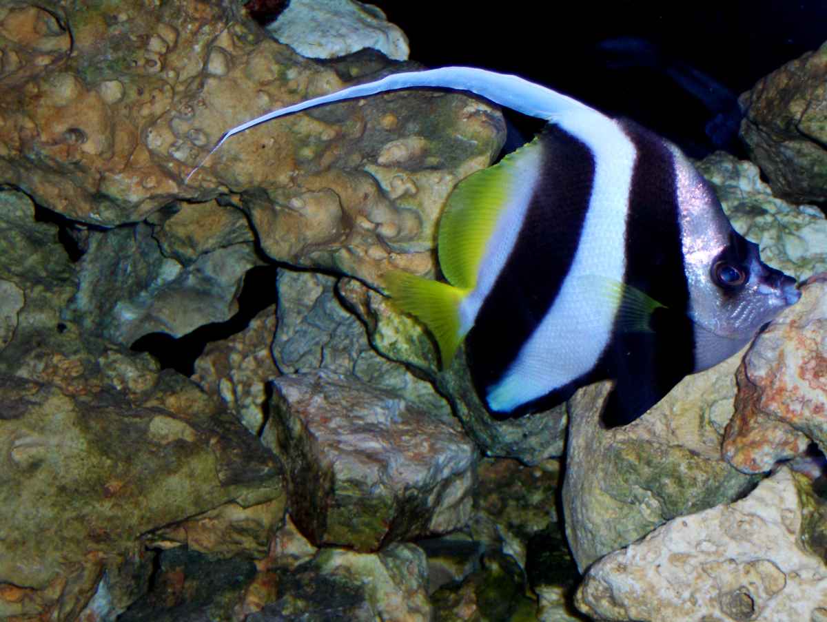 Wimpelfisch