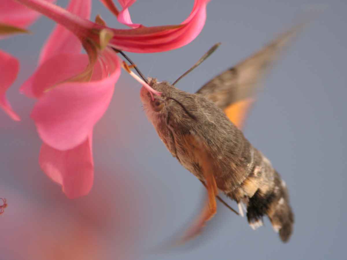 Fliegendes Rüsseltier