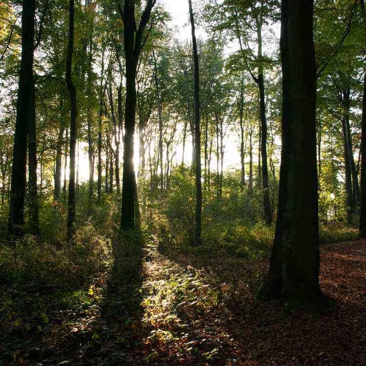 Rahmer Wald