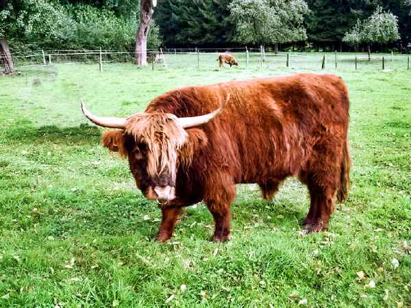 "MUSS ICH ZUM FRISEUR ?"