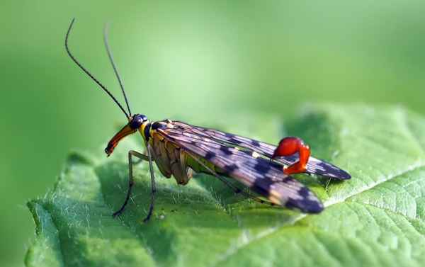 Skorpionsfliege