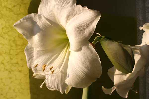 Amaryllis in Spätnachmittagssonne