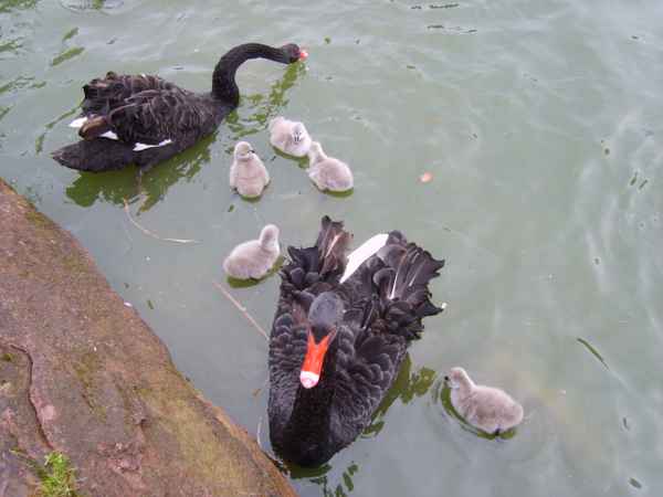 Schwanenfamilie mit Nachwuchs