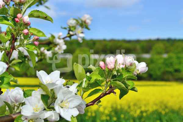 Apfelblüte