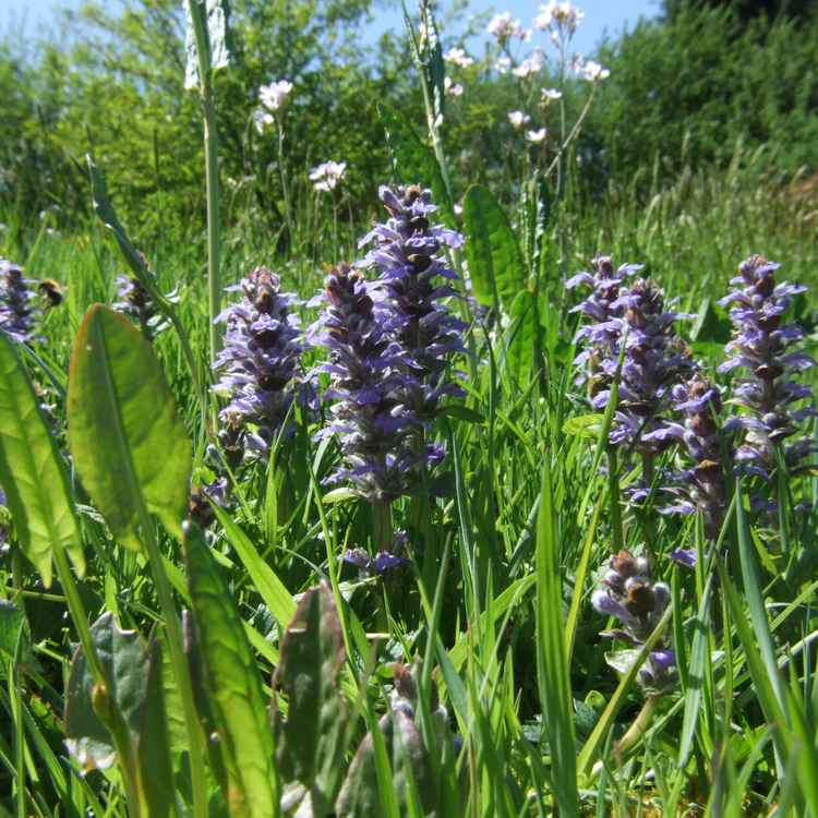 Frühlingswiese