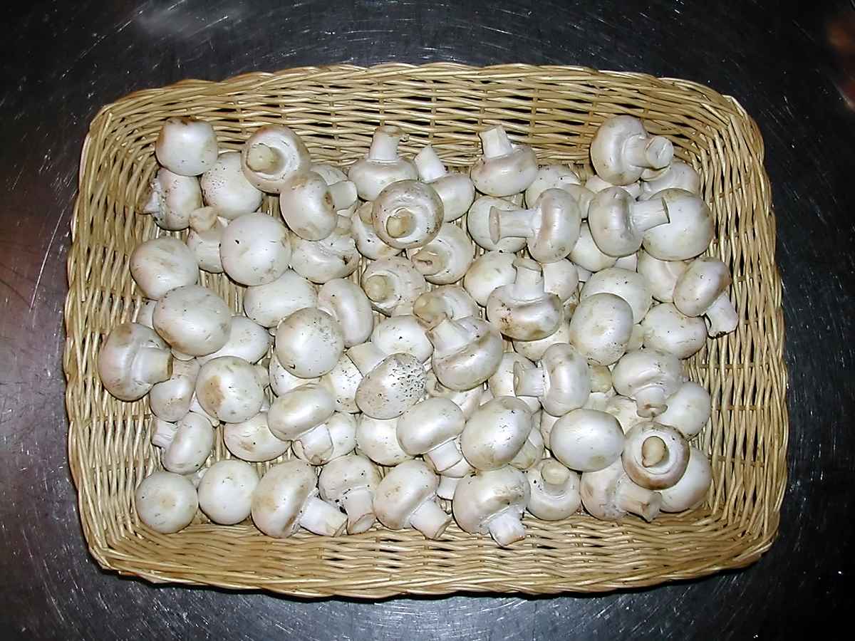 Champignons