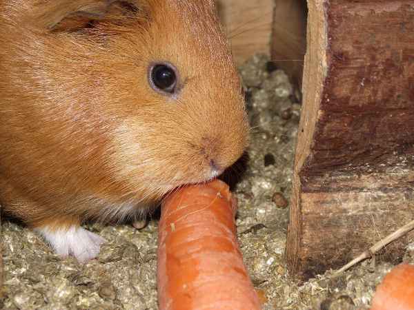 Meerschwein mit Karotte