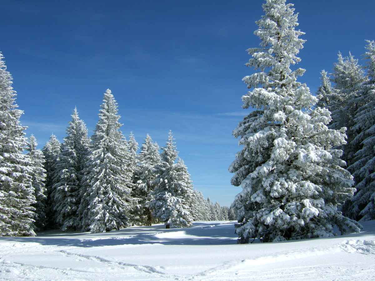 Verschneite Tannen unter blauem Himmel_5