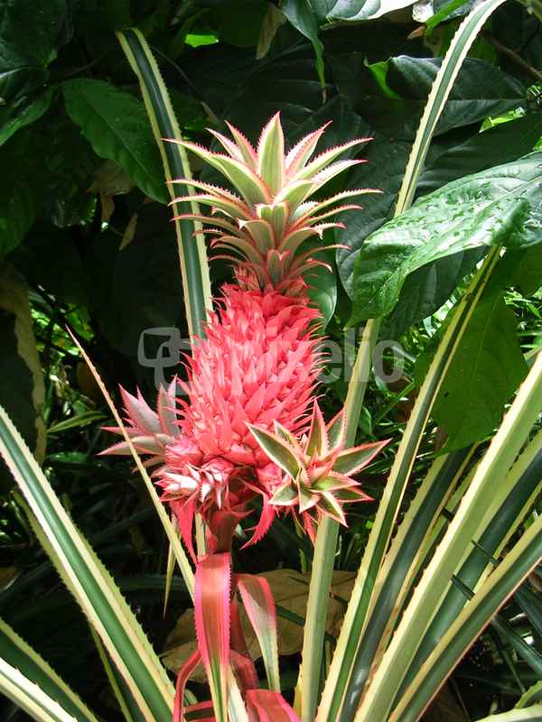 Ananas