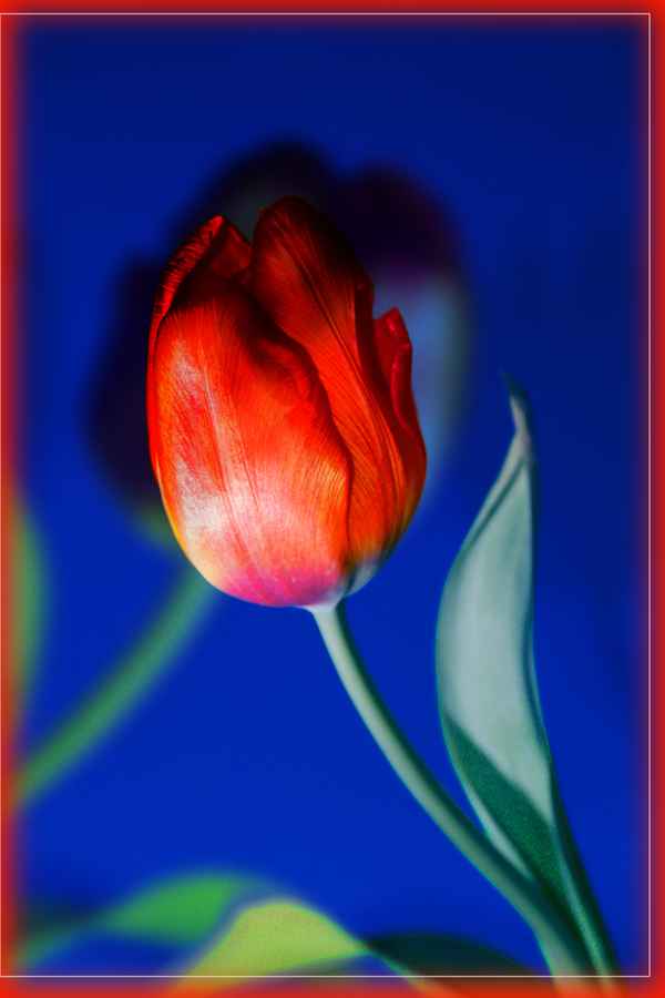 2 tulpen