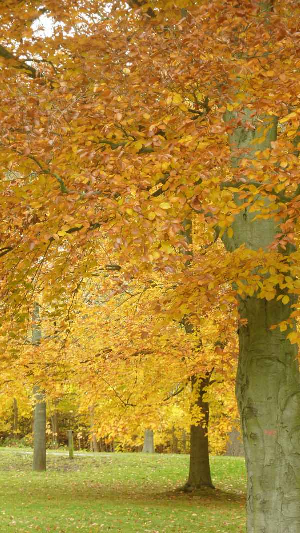 Herbstimpressionen --- Es weht der Wind ein Blatt .....