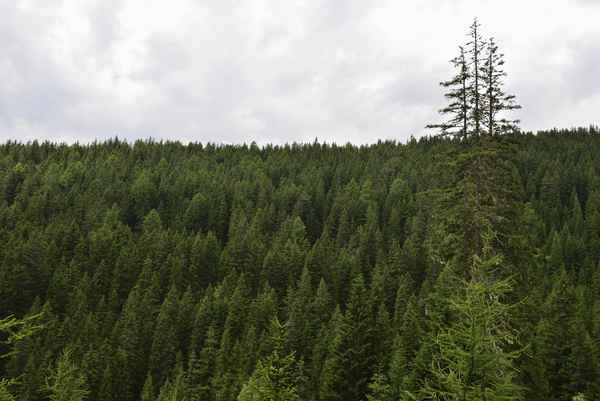 Wald