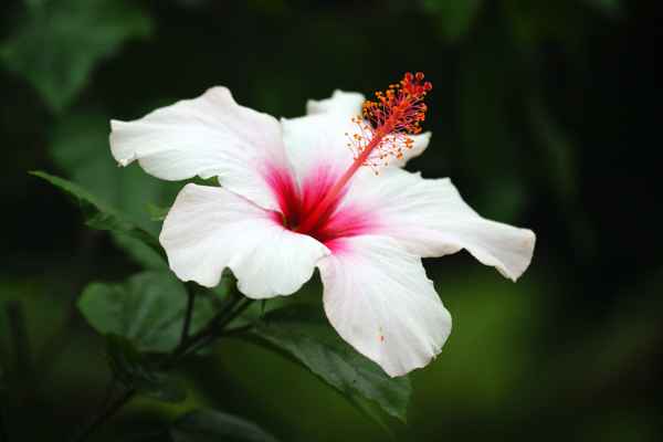 Hibiskusblüte