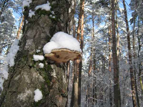 Pilz mit Hut