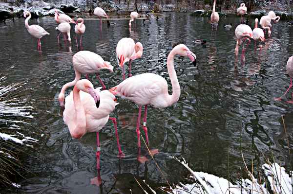 Rosaflamingos