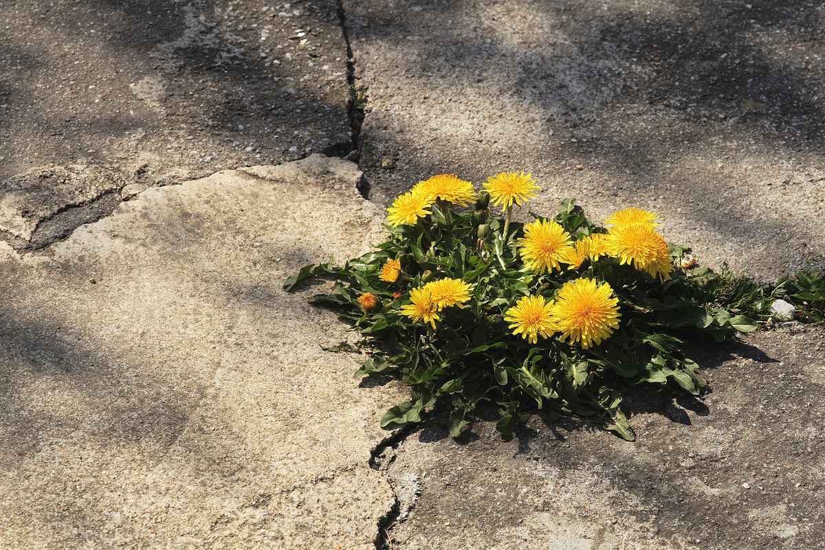 Die Natur findet einen Weg