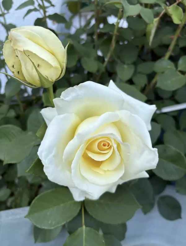 Gelbe Rosen