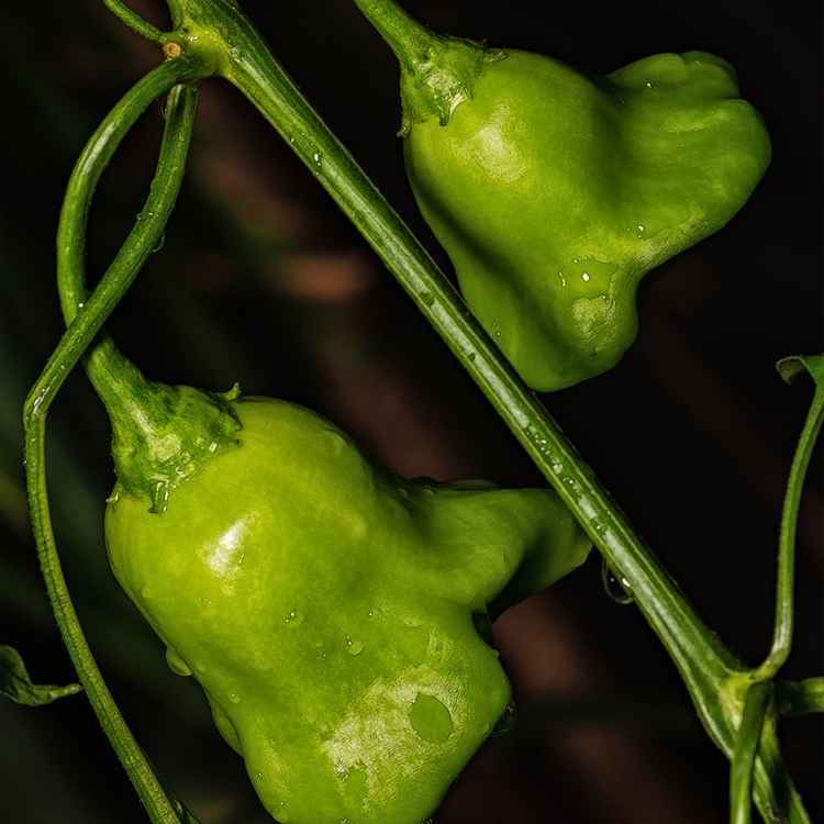 grüne Chilis
