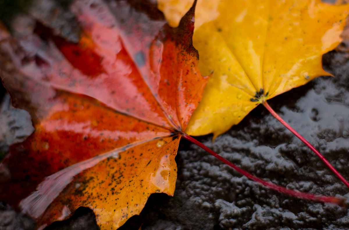 Herbst gold-rot-schwarz