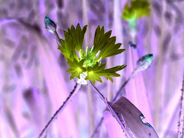 Kornblume_style
