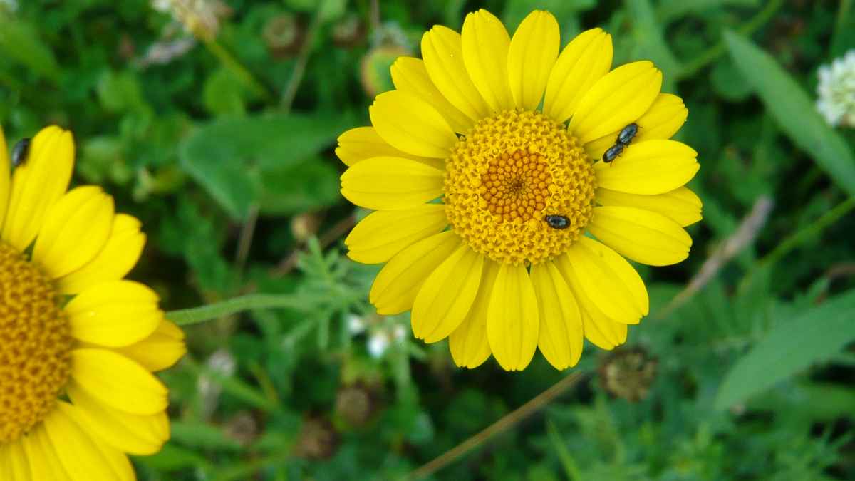 Wiesenblumen mit Borkenkäfer