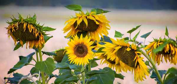 Sonnenblumen