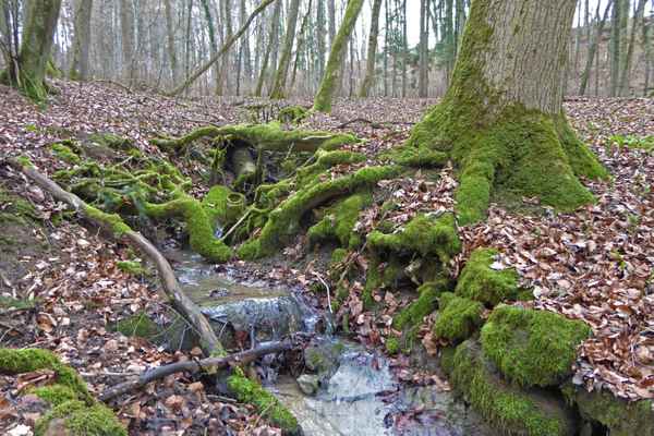 Rinnsal im Blätterwald