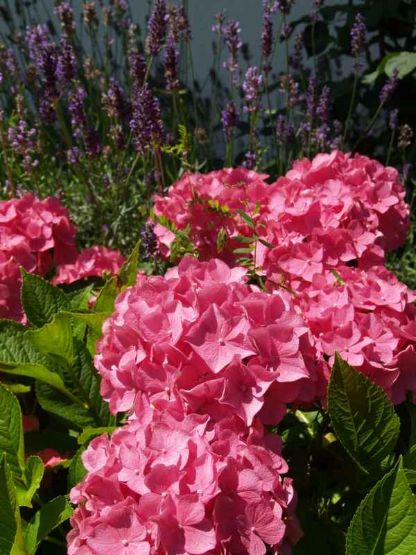 Rosa Hortensie mit Lavendelduft