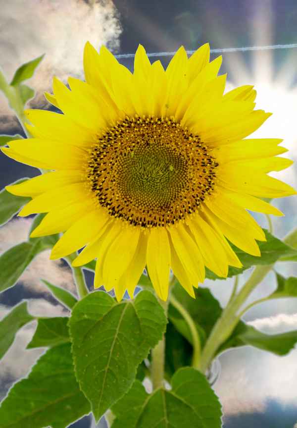 Sonnenblume