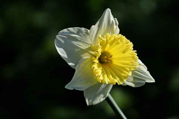 frühling2