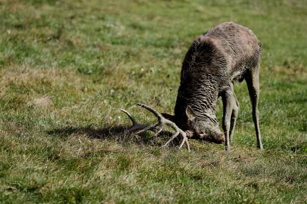 Hirsch