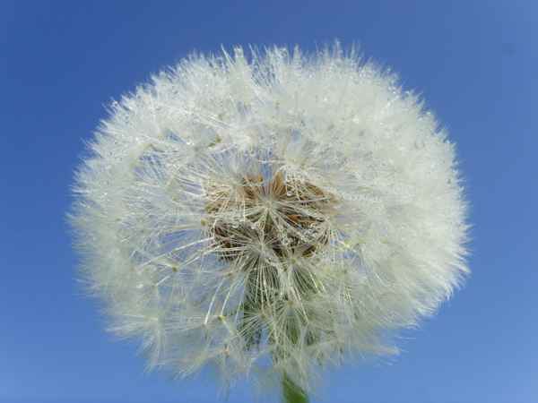 Morgentauschönheit - Gemeiner Löwenzahn