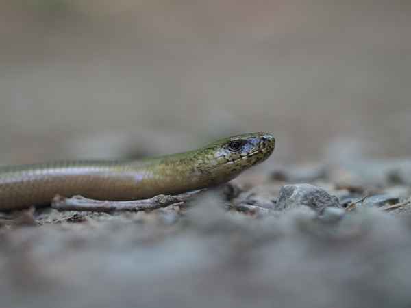 Blindschleiche
