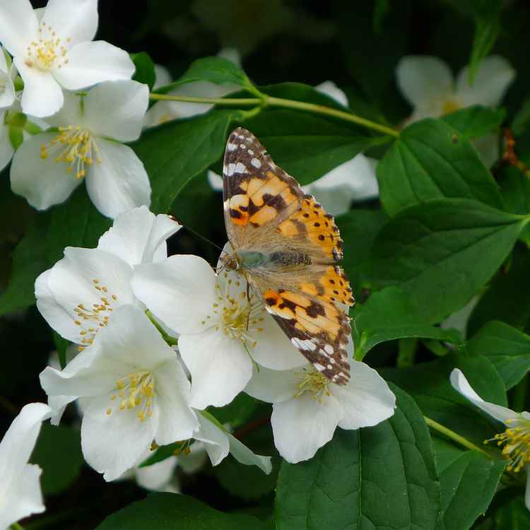 Besuch beim Pfeifenstrauch