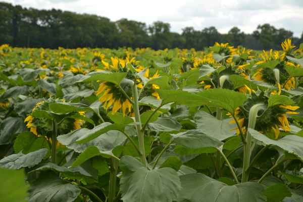 Mannshohe Sonnenblumen, wohin man sieht