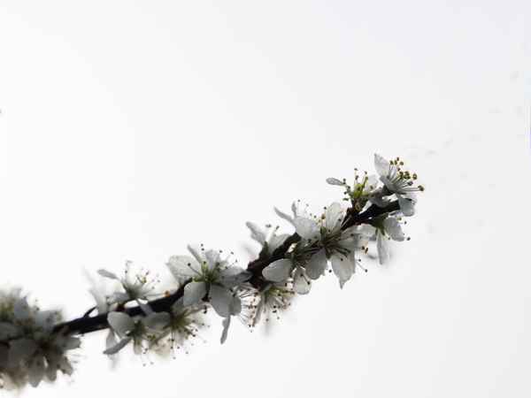 schlehenblüte im morgentau