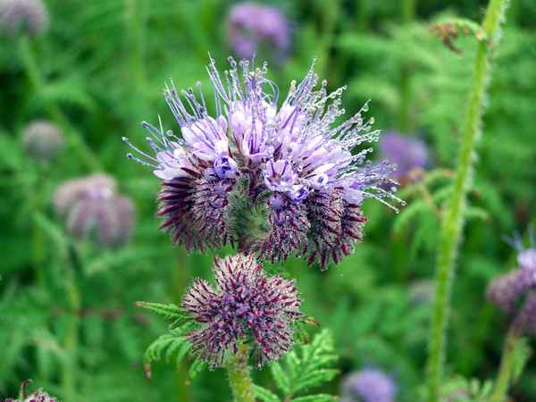 Die Farbe Lila 4