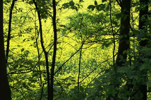 Ein Platz im Rapsfeld