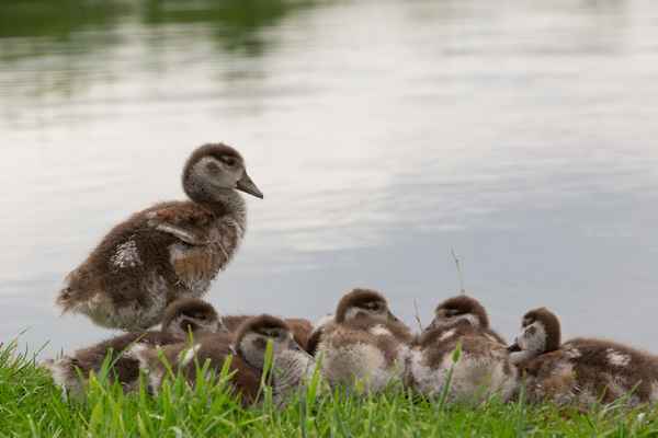Nilgans-Kindergarten